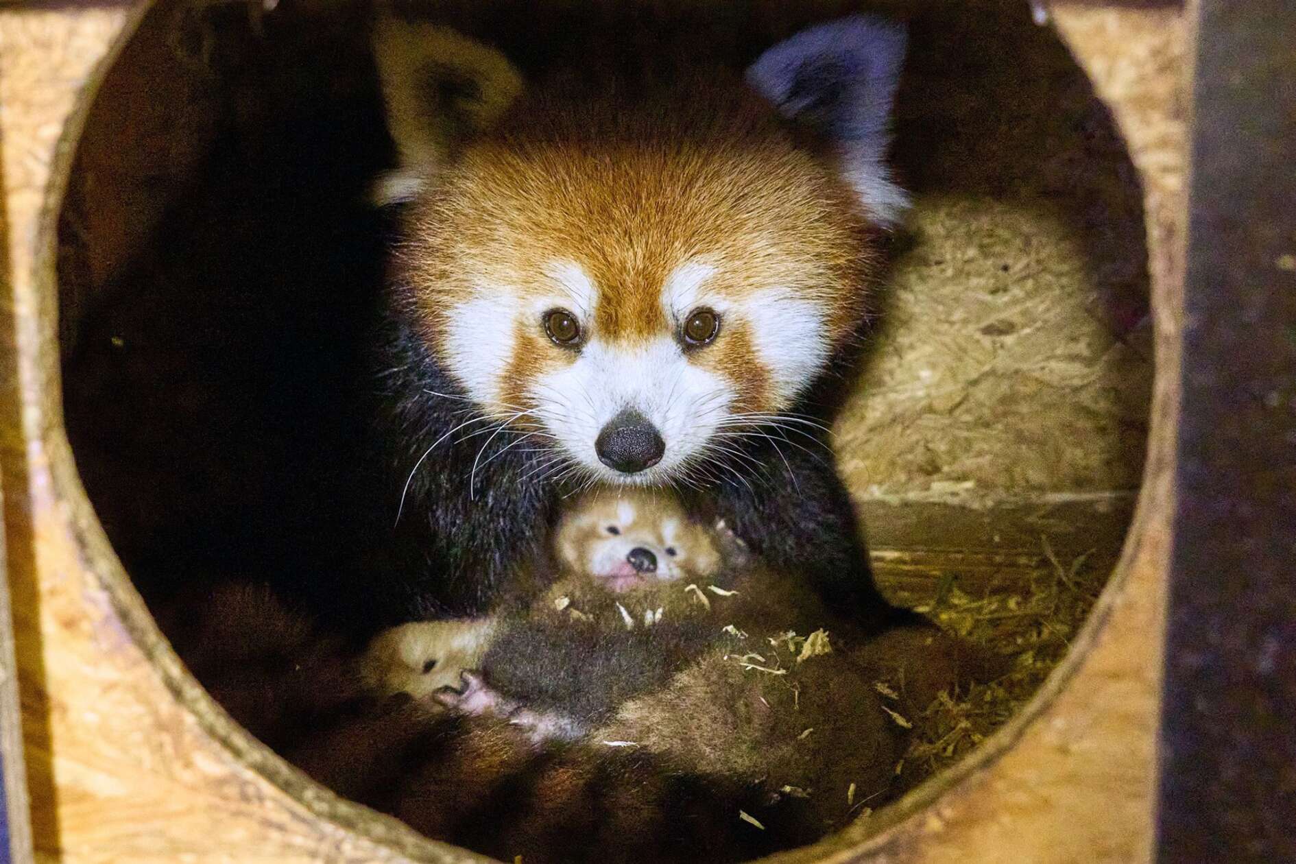 Freude über zwei Rote Pandas in Kleve